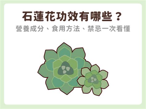 石蓮花禁忌|石蓮花功效有哪些？營養成分、食用方法、禁忌（注意事項 ... ::